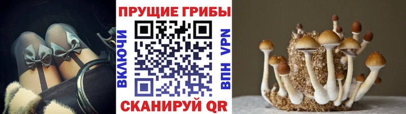 Галлюциногенные грибы Psilocybine cubensis  Димитровград 